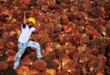 Palm oil rally seen continuing on biodiesel demand boost, analyst Mistry says