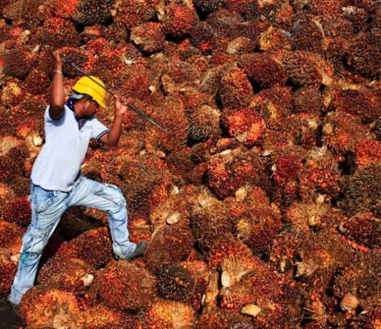 Palm oil rally seen continuing on biodiesel demand boost, analyst Mistry says