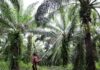 Indonesia issues technical regulations to centralise coal, palm oil, ferroalloy exports