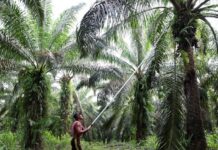 Indonesia issues technical regulations to centralise coal, palm oil, ferroalloy exports