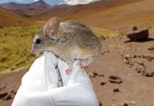 Andean leaf-eared mouse adapts to an unrivalled high life