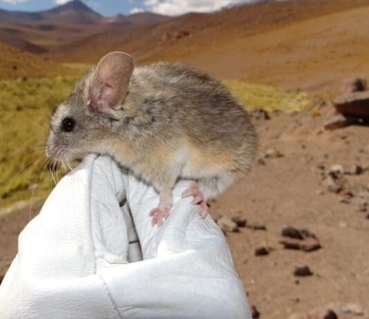 Andean leaf-eared mouse adapts to an unrivalled high life