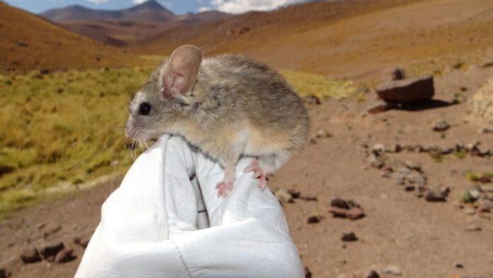Andean leaf-eared mouse adapts to an unrivalled high life