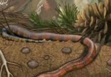 Dinosaur-era fossil provides insight into snake evolution