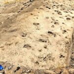 Kenyan footprints shed light on prehistoric human cousin Paranthropus