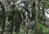 Palm rebounds on stronger rival oils, crude oil prices
