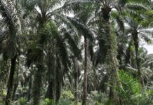 Palm rebounds on stronger rival oils, crude oil prices