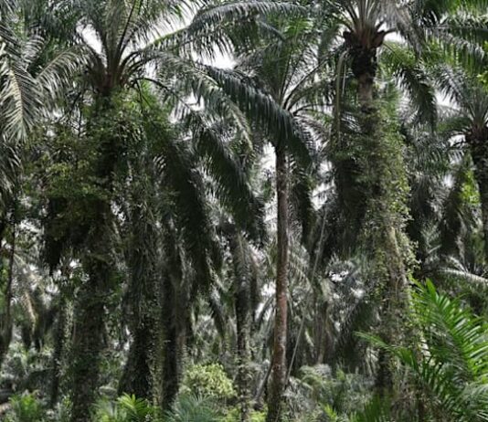 Palm up over 1%, hitting 2-week high on rival oil, crude oil strength