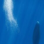 Blowing bubbles helps resting sperm whales avoid floating to the surface