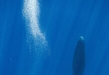 Blowing bubbles helps resting sperm whales avoid floating to the surface