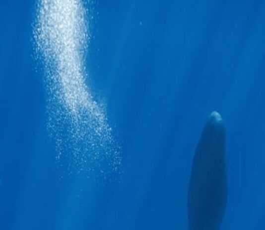 Blowing bubbles helps resting sperm whales avoid floating to the surface
