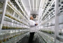 Chile-led team maps Antarctic plant genome in a step towards climate-resilient crops