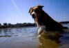Dogs can distinguish between emotions in a human face, study shows