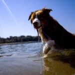 Dogs can distinguish between emotions in a human face, study shows