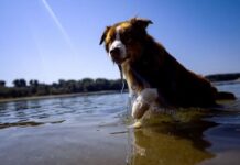 Dogs can distinguish between emotions in a human face, study shows