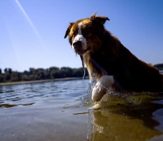 Dogs can distinguish between emotions in a human face, study shows