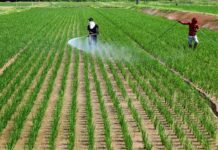 Japan food self-sufficiency ratio falls to 37%, below 2030 goal of 45%