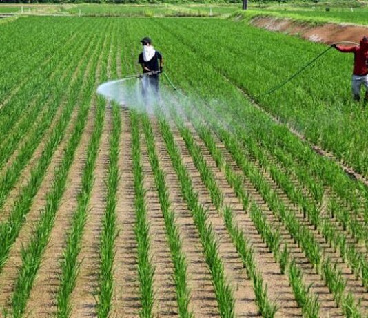 Japan food self-sufficiency ratio falls to 37%, below 2030 goal of 45%