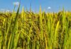 Vietnam rice group proposes export price floor to shield farmers, exporters