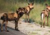 African wild dogs trek thousands of kilometres to find mates, study shows