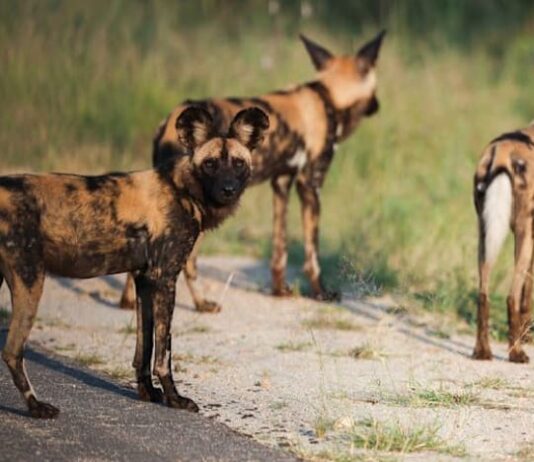 African wild dogs trek thousands of kilometres to find mates, study shows