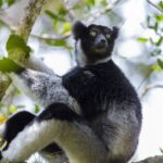Singing lemurs may use a soprano-like trick to project songs