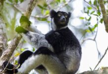 Singing lemurs may use a soprano-like trick to project songs