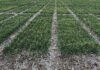 Syngenta files for Hong Kong IPO that could raise $5 billion, Bloomberg News reports