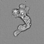 Tenacious hot springs amoeba sets heat-tolerance record