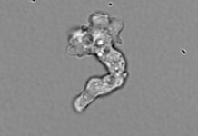 Tenacious hot springs amoeba sets heat-tolerance record