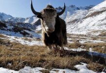 Famous Siberian cave yields remains of yak-like Ice Age mammal