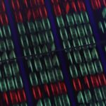 Firmus investor stock falls after reports AI data centre operator may cut $5 billion IPO