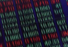 Firmus investor stock falls after reports AI data centre operator may cut $5 billion IPO