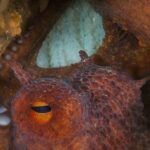For fishermen, Britain’s climate-driven octopus boom is an opportunity, and a threat