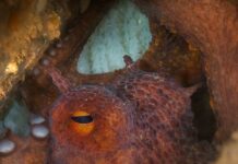 For fishermen, Britain’s climate-driven octopus boom is an opportunity, and a threat