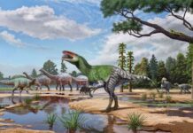 Isle of Wight fossil sheds light on enigmatic meat-eating dinosaurs